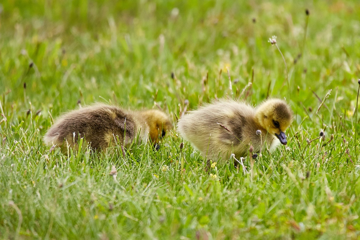 Two yellow and gray goslings foraging in short cut green grass.