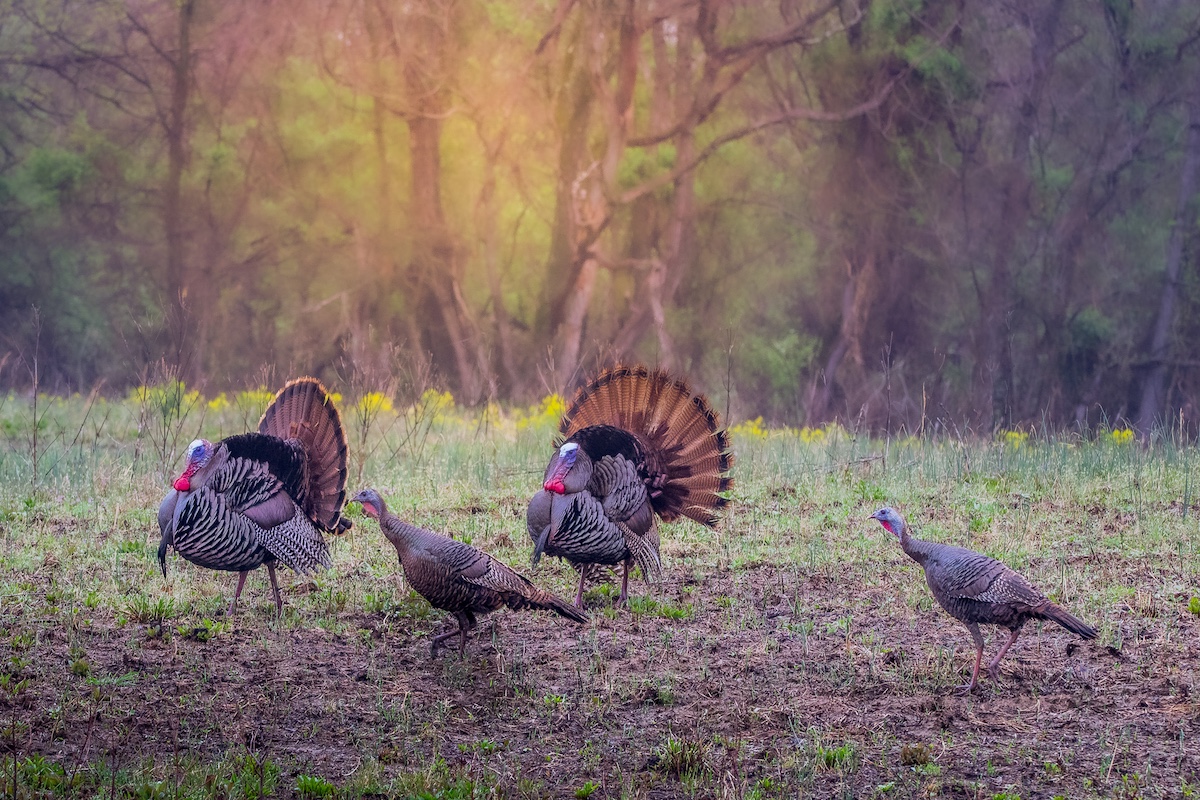 Two male tom turkey display for nearby hens in a grassy field.