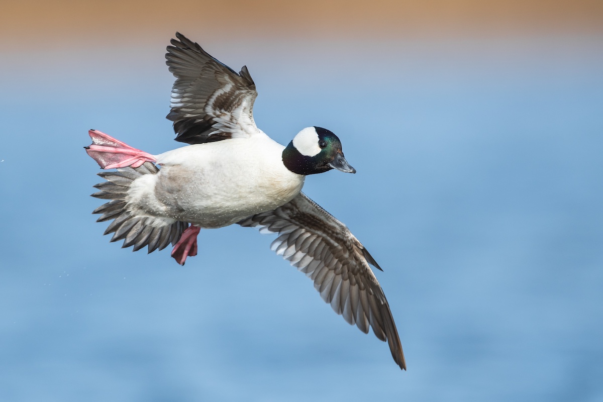 A small duck with pink webbed feet and a green head with a white spot prepares to land on a wetland.