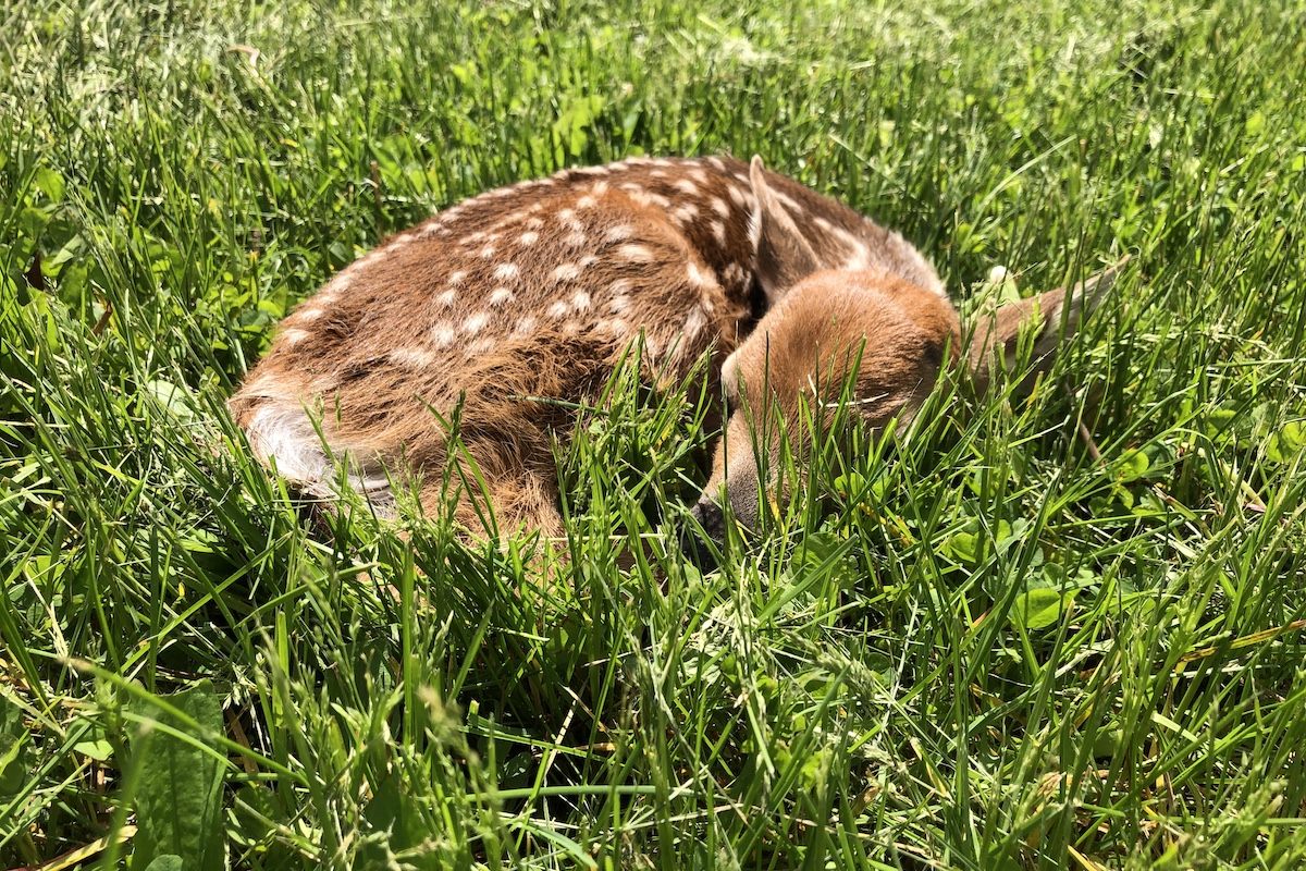 A young reddish fawn with white spots rests curled up on a sunny patch of mowed lawn.