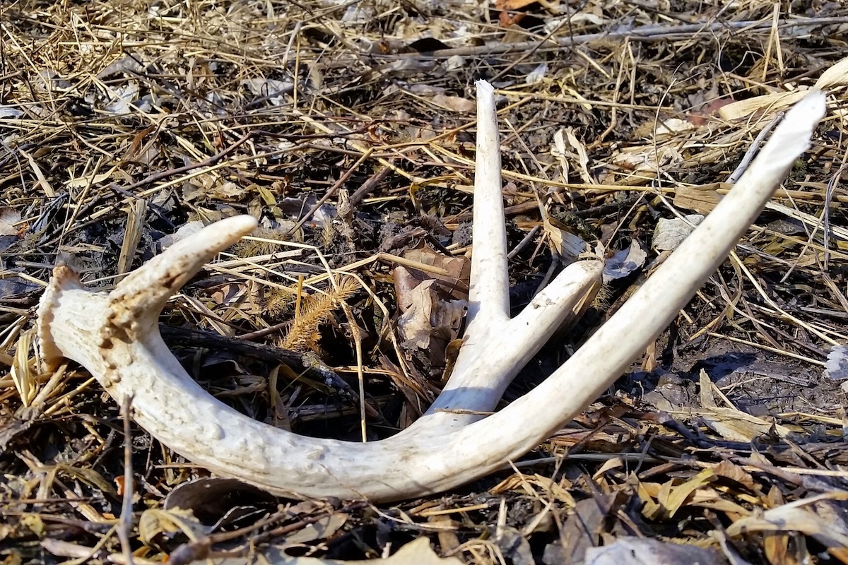 A white shed white-tailed deer antler resting on the ground on top of leaf litter and brown dried grasses.