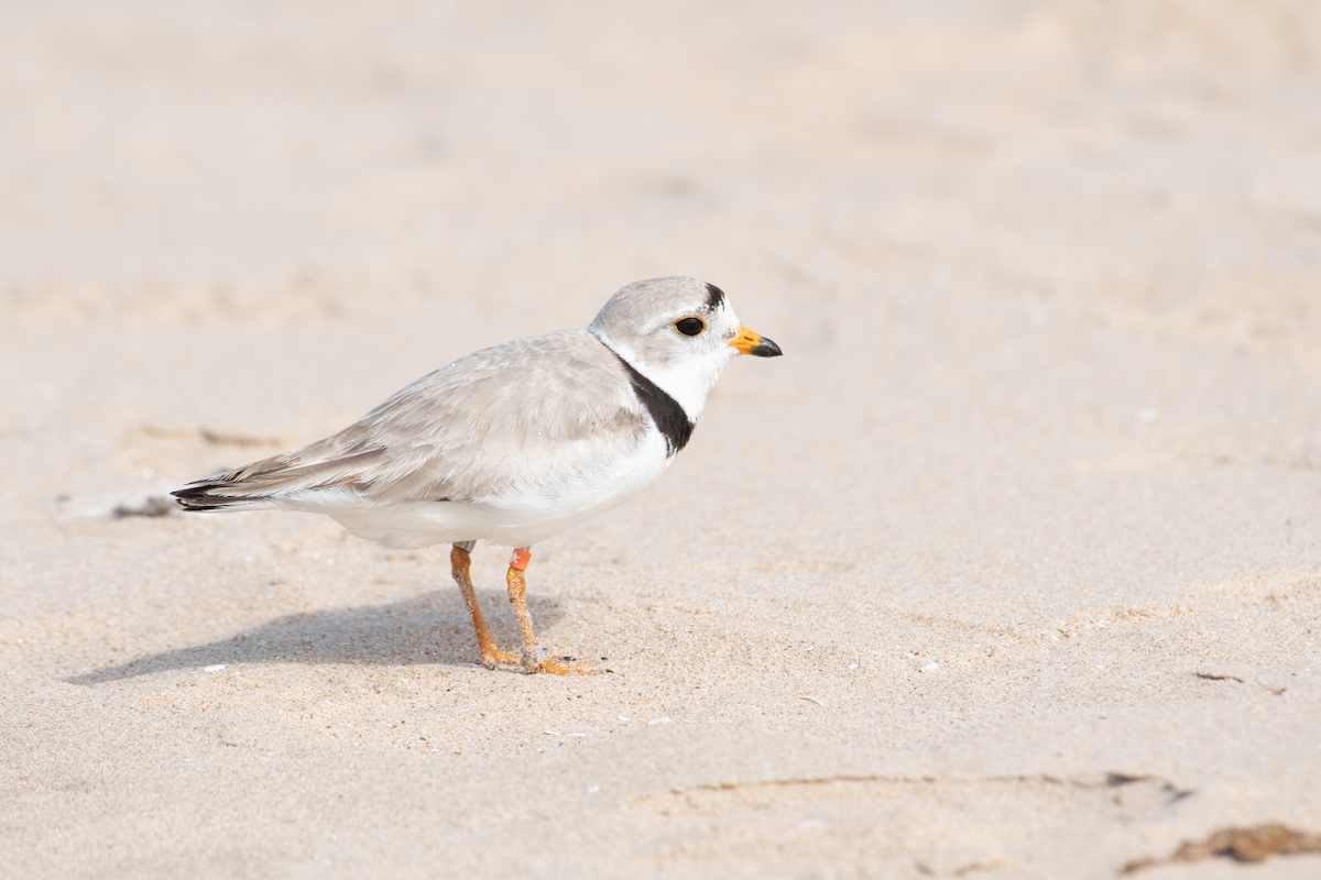 A gray, white shorebird with a black stripe on its forehead and on its collar stands on a sandy beach. The bird has bands around each leg identifying it for research purposes.