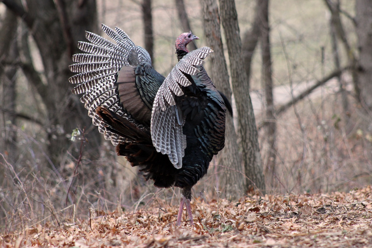 A brown, black, and white wild turkey flaps its wings along the edge of a woodland.