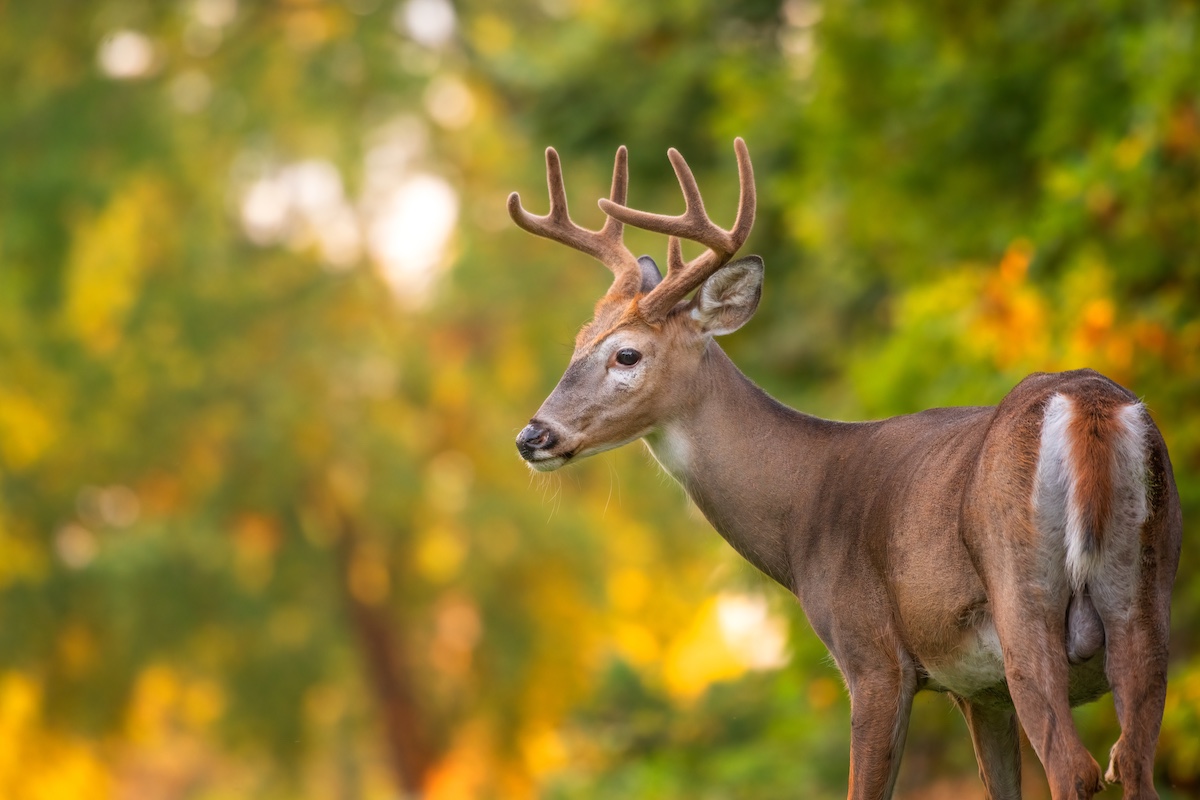 A brown adult male deer with velvet on its antlers stands in front of a woodland edge.