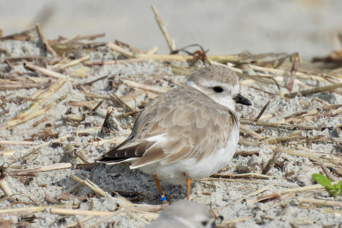 A piping plover sits on a sandy beach.