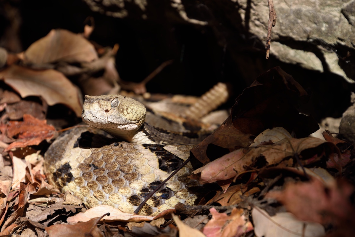 A tan, brown, black and white snake basks curled up in a spot of sunlight on the forest floor. In the background is the edge of a rock outcropping.