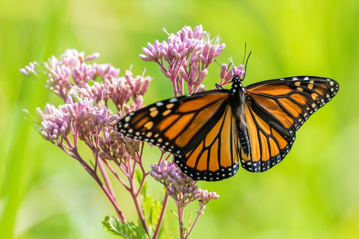 An orange, black and white butterfly nectars on a pink flower.