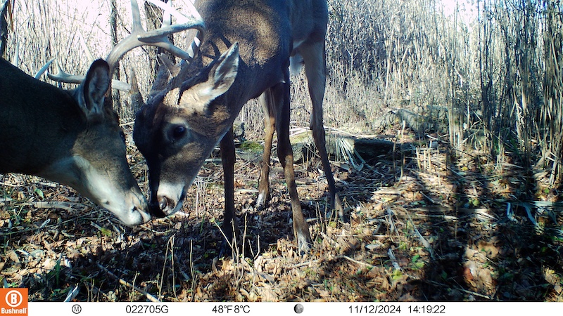 A photo of two adult male white-tailed deer jostling with their antlers. In the background is tall grass.