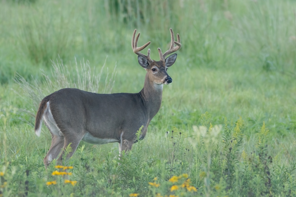 An adult male white-tailed deer with large antlers in velvet stands on the edge of a prairie.