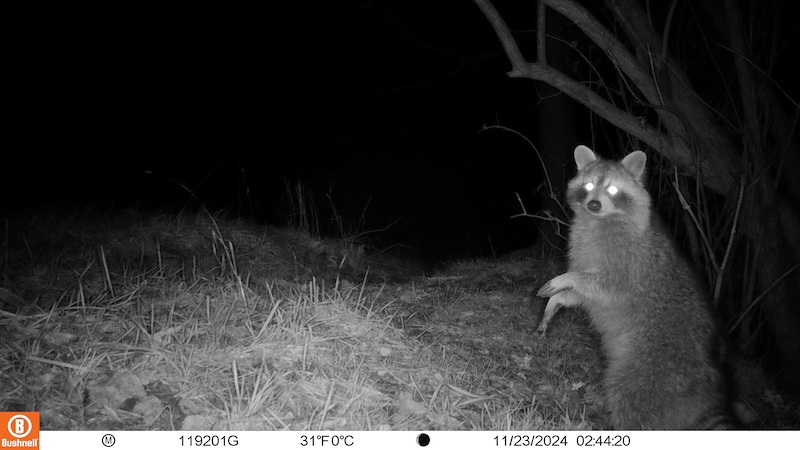 A black and white photo of a raccoon alert and observing its environment by standing up on its hind legs.