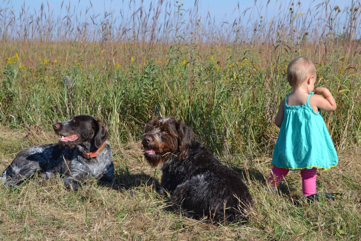 Two dogs lay down on the edge of a tall-grass prairie. To the right of the two dogs is a toddler exploring.