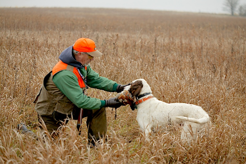 A hunter in blaze orange gear kneels down in an autumn prairie and retrieves a pheasant from a hunting dog.