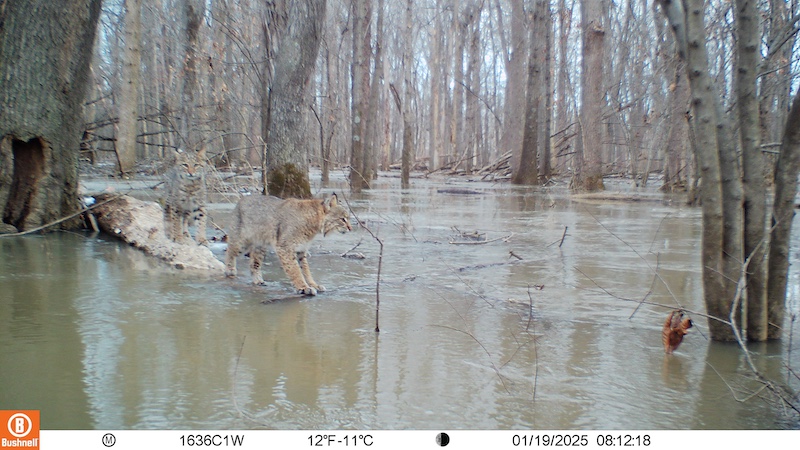 Two brown, tan and black bobcats venture out on a wintery frozen bottomland forest wetland. In the background are tree trunks rising from an icy wetland.