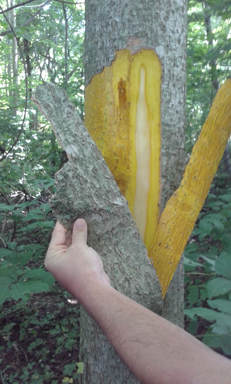 A close-up of an individual removing the outer layer of bark on a tree trunk revealing bright yellow inner bark beneath. In the background is a lush woodland filled with sun dappled green understory plants.