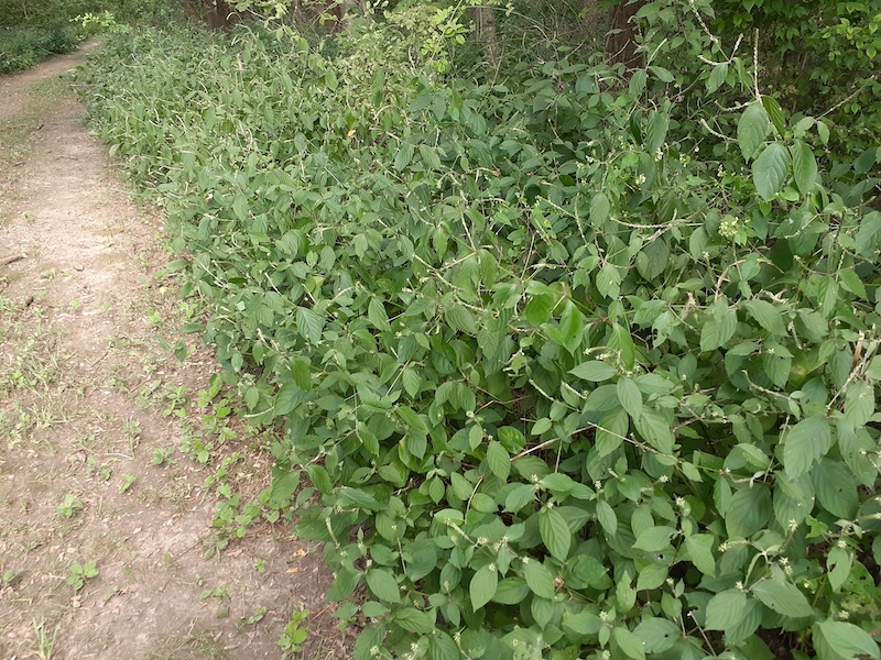 A woodland trail with either side filled green leafy vegetation.