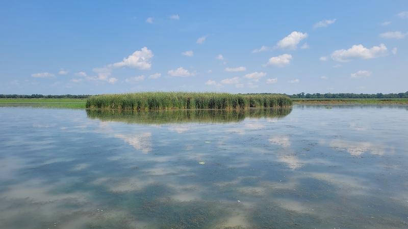 A large grouping of cattails rise from a wetland under a bright blue partly cloudy sky. In the distance is a horizon line of trees.