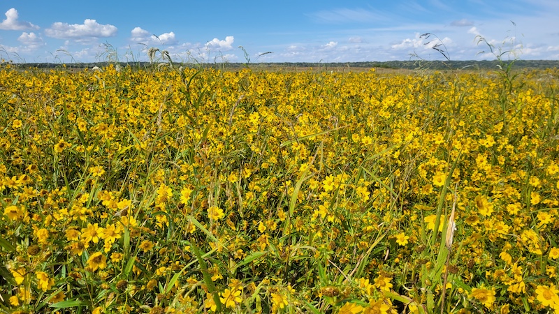 A field full of yellow daisy flowers. In the background is a horizon line of trees against a bright blue partly cloudy sky.