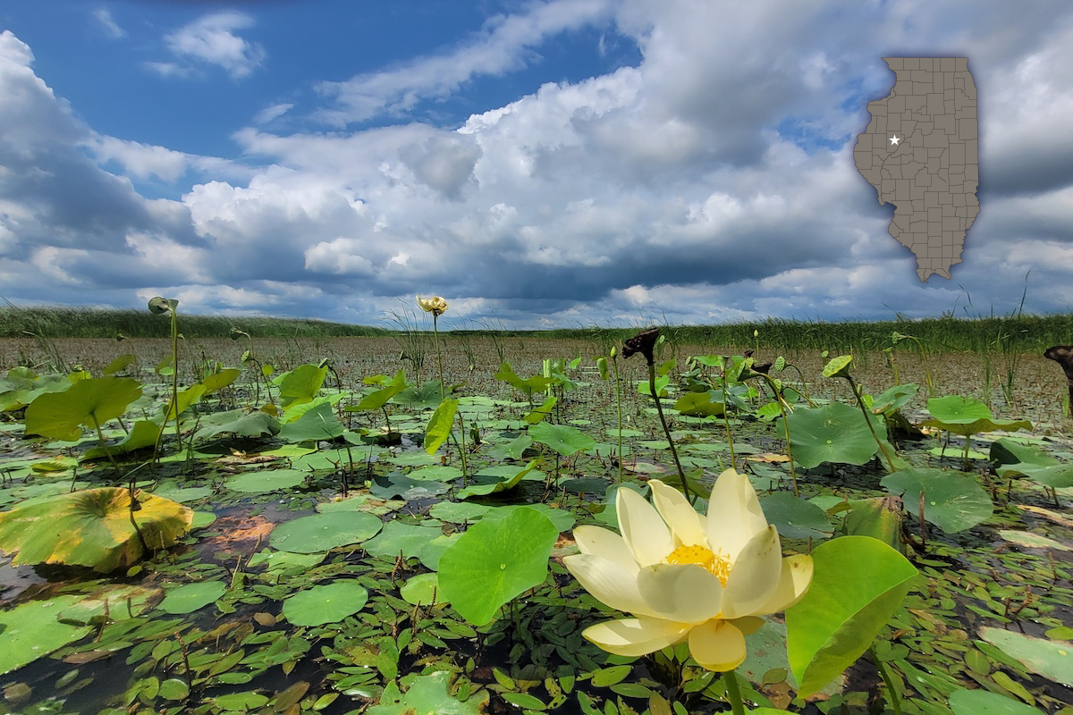 A view of a wetland under a bright blue partly cloudy sky. A beautiful lotus flower is in the foreground. A gray map of the state of Illinois overlays the wetland photo in the top right corner. The gray map has a star in the upper left part of the state.