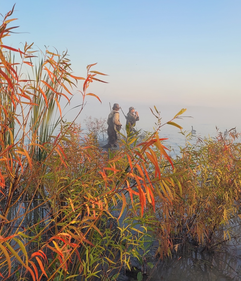 Two waterfowl hunters wade through a wetland. One hunter uses a duck call to attract ducks. In the foreground are small willow trees with orange read autumn foliage.