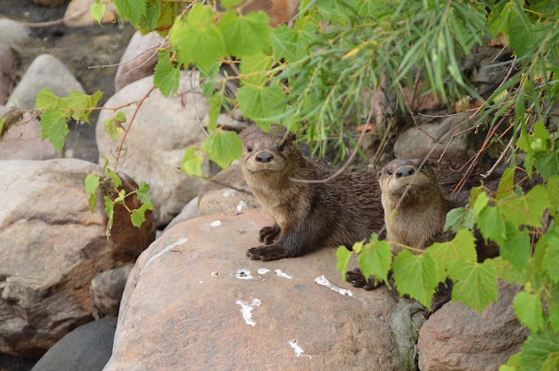 Two brown river otter pups along the edge of a rocky shoreline. They are partially obscured by leafy willow and grape vines.