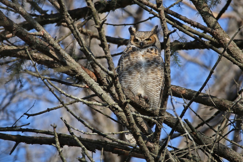 A brown, black and white speckled owl with ear tuffs perches in a tree and surveys its surroundings. In the background blue sky peeks through tree branches.
