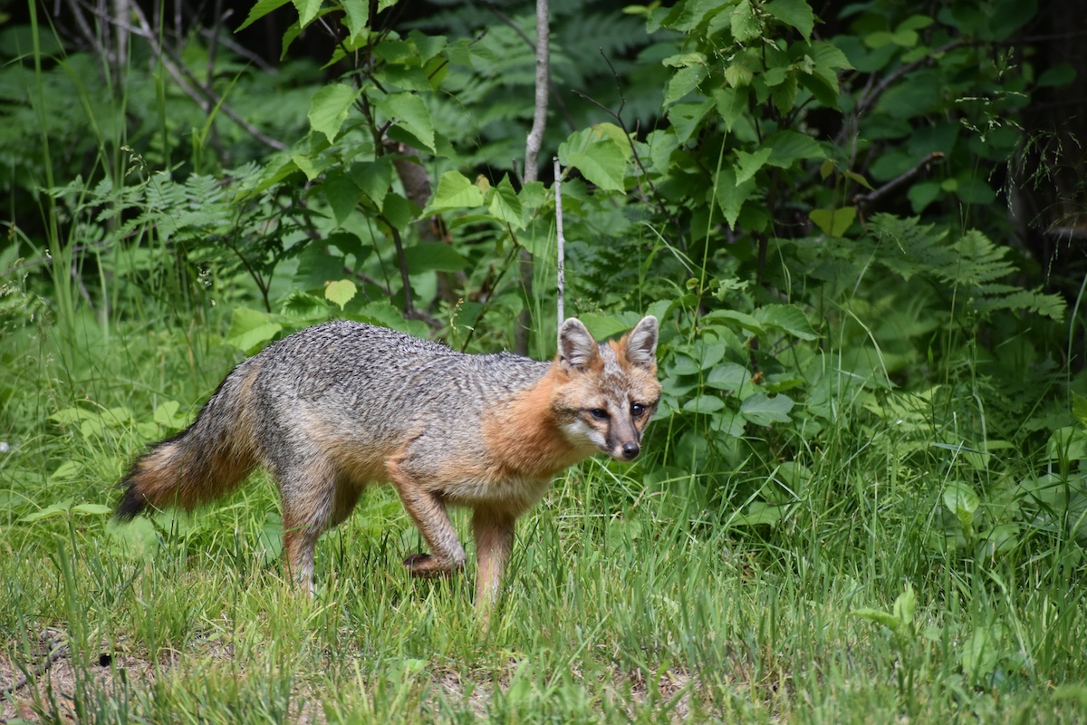 A gray and brown fox walks along the edge of a woodland.