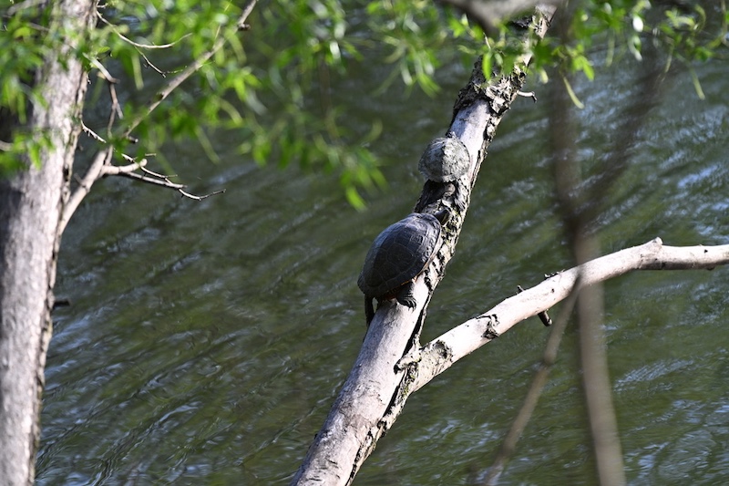 Two gray turtles bask in the sun a tree trunk leaning over a river.