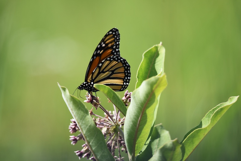 An orange, black and white monarch butterfly sips nectar on clusters of small pink flowers. The cluster of flowers is surrounded by large oval green leaves.