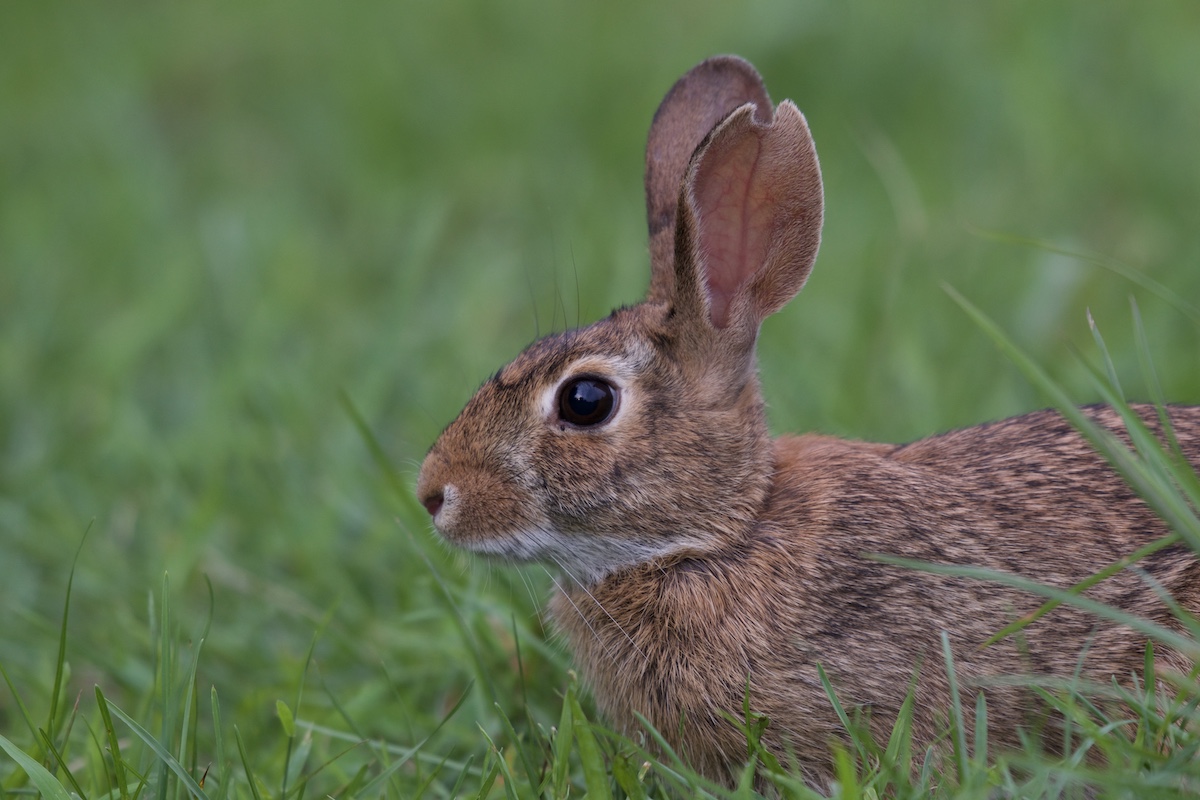 A close up of a brown and tan cottontail rabbit in short green grass.