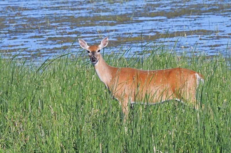 A reddish adult deer stands near the edge of a wetland. Cattails and green vegetation surrounds the deer.