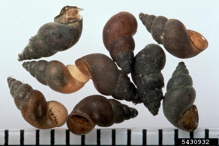 A close-up view of high brown empty snail shells. On the bottom border of the photos is a scale other than indicate size of the snails.