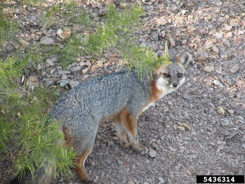 On a rocky slope, a gray and reddish brown fox stands under pine tree branches with green needles.