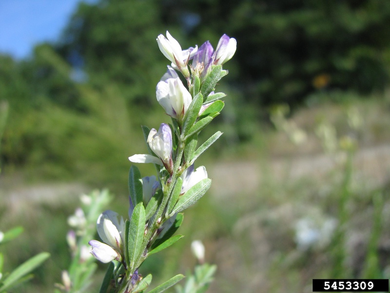 A close up of white and purple flowers on a green stem with small oblong leaves interspersed throughout. In the background is an edge of a woodland against a bright blue sky.
