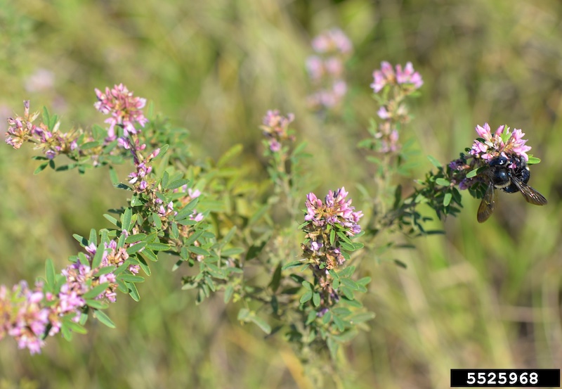 A close-up of a plant with little pink flowers on the ends of stems. The stems are covered by little oval leaves.