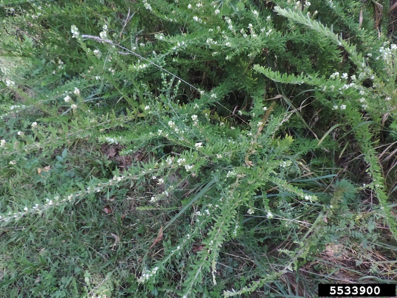 A view of a plant with lots of branches emerging from a central stem. The plant is covered with little leaves and little white flowers throughout.