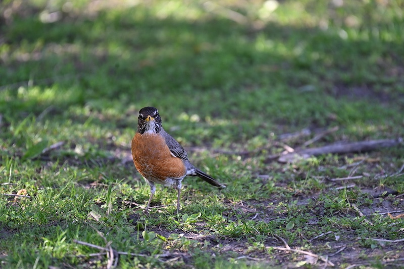 An orange, gray, and black American robin forages for food in a grassy area.