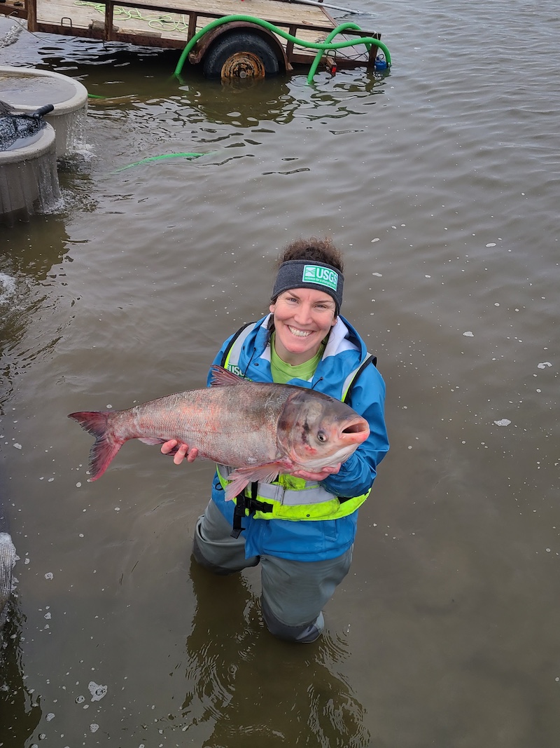 A woman wearing waders and a raincoat holds up a large invasive silver carp while standing in shallow river water.