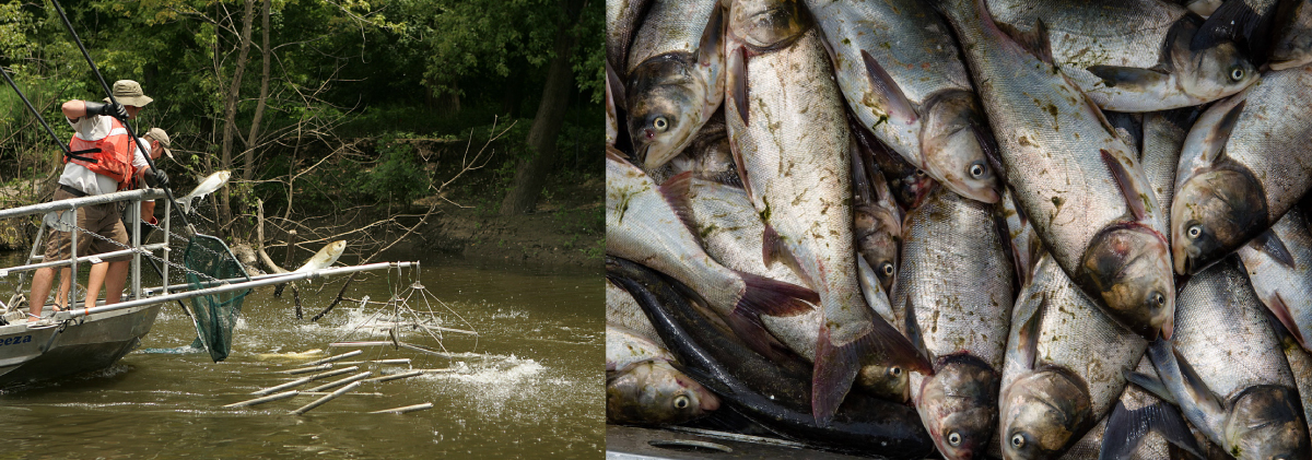 A photo collage of two images side-by-side. The photo on the left is of two biologists standing on a boat and using nets to collect large jumping silver fish. In the image to the right many harvested large silver fish fill the frame.
