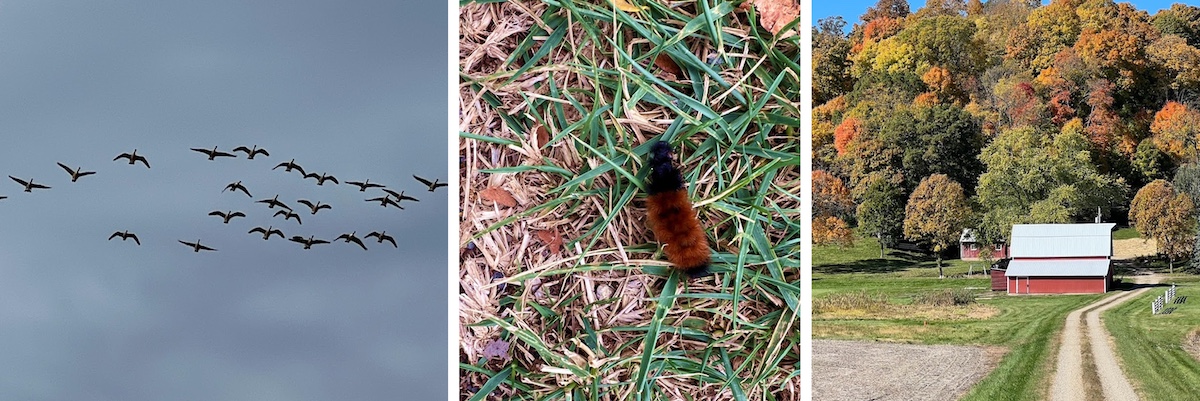 A collage of four photos. The photo on the left is a group of Canada geese migrating silhouetted against a gray-blue sky. The photo in the center is of a red and black furry caterpillar on short green grasses. The photo on the right is of a rural gravel road leading towards a homestead with a red barn against a woodland in full autumn splendor. 