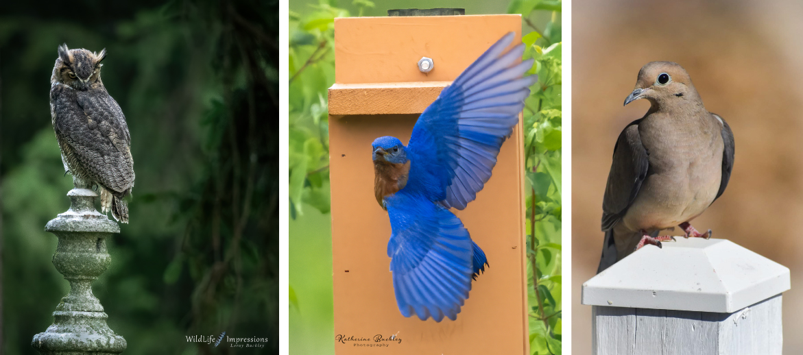 A photo collage of three different images of birds. The image on the right is of a tan and brown owl perched on a concrete ornament surveying the ground for prey. The middle photo is of a blue bird flying up to a brown nest box. The photo on the right is a tan and gray dove perched on a gray-white post.