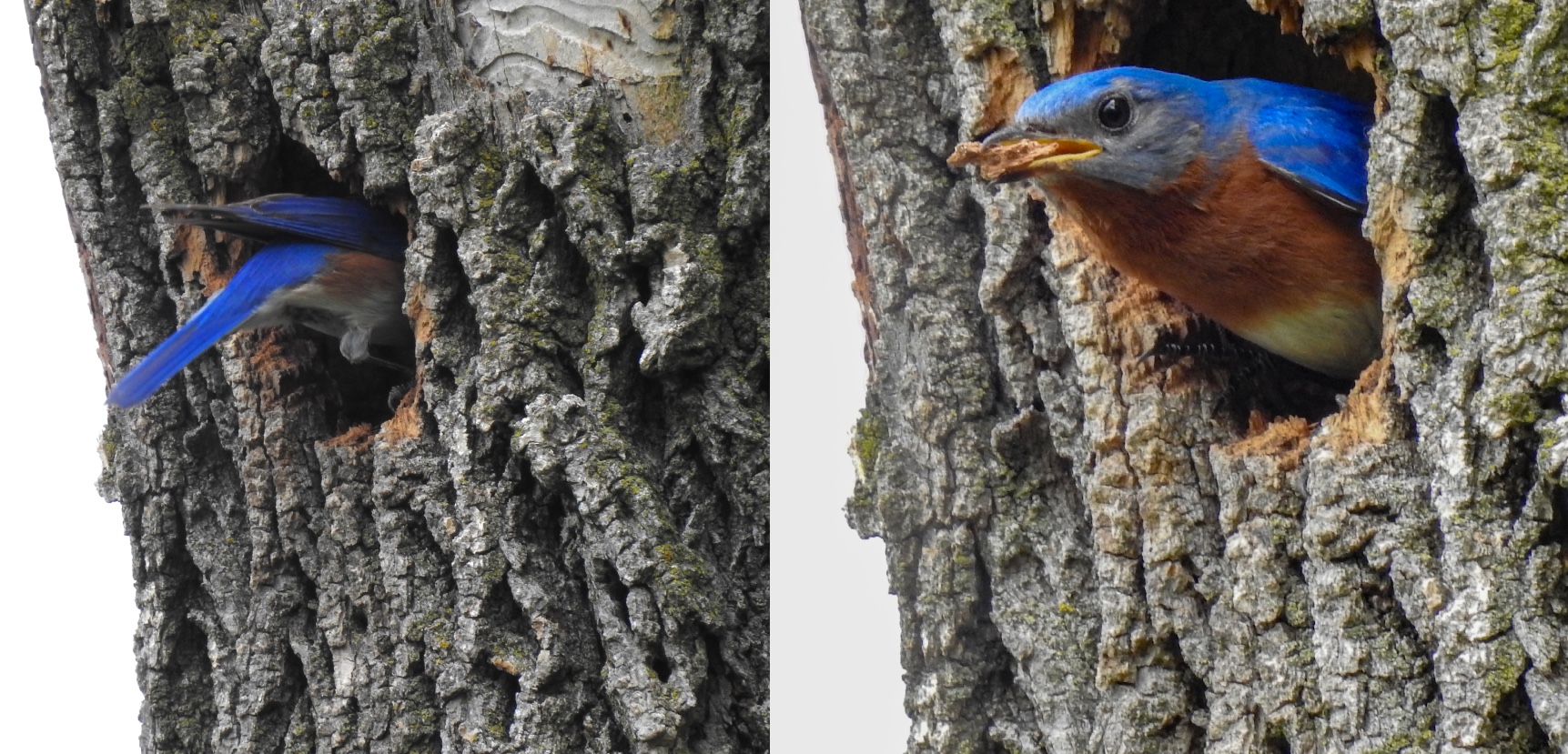 Two photos collaged side-by-side. The image on the left is of a bluebird's tail as it inspects a cavity of a tree for a potential nest. The photo on the right is of a bluebird removing debris from a cavity of a tree in preparation of nest building.