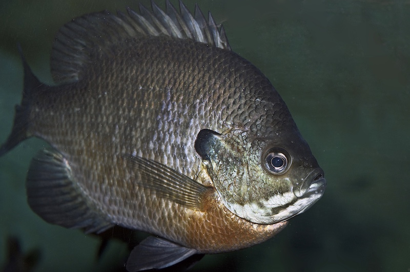 A close up of a small gray-green, fish with a rusty orange underbelly.