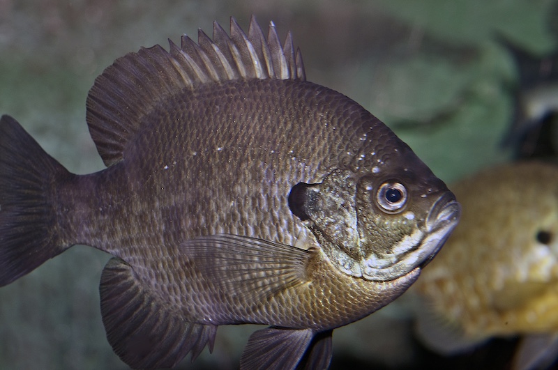 A close-up of a greenish-gray fish with a black spot on the edge of its gill.