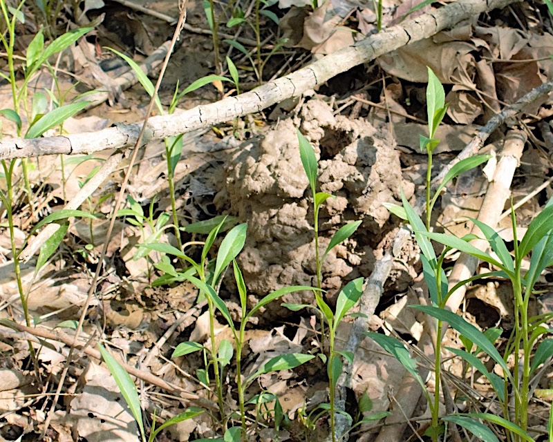 A close up of the dried mud of the entrance of a crayfish burrow. It is surrounded by leaf litter and green vegetation.