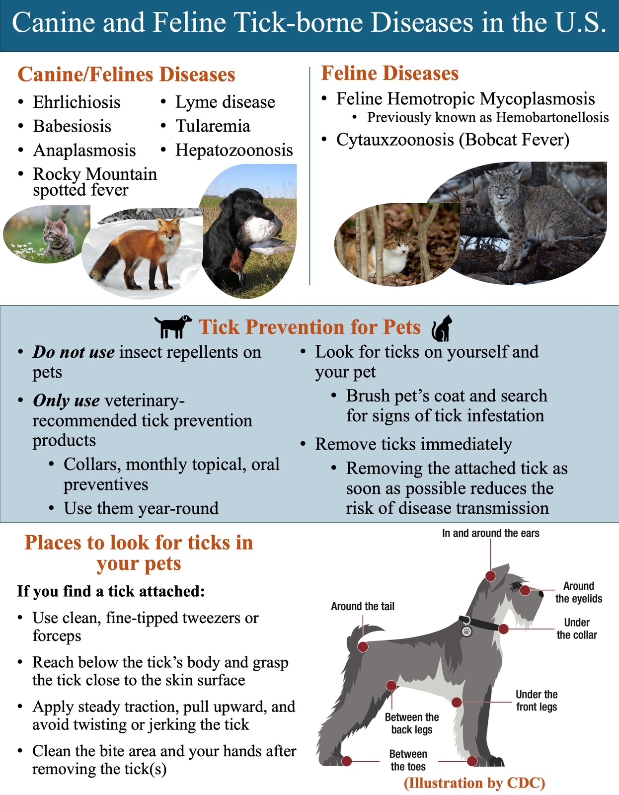 A chart indicating different canine and feline tick borne diseases in the U.S and tick prevention in pets. The chart also shows places to look for ticks on pets.