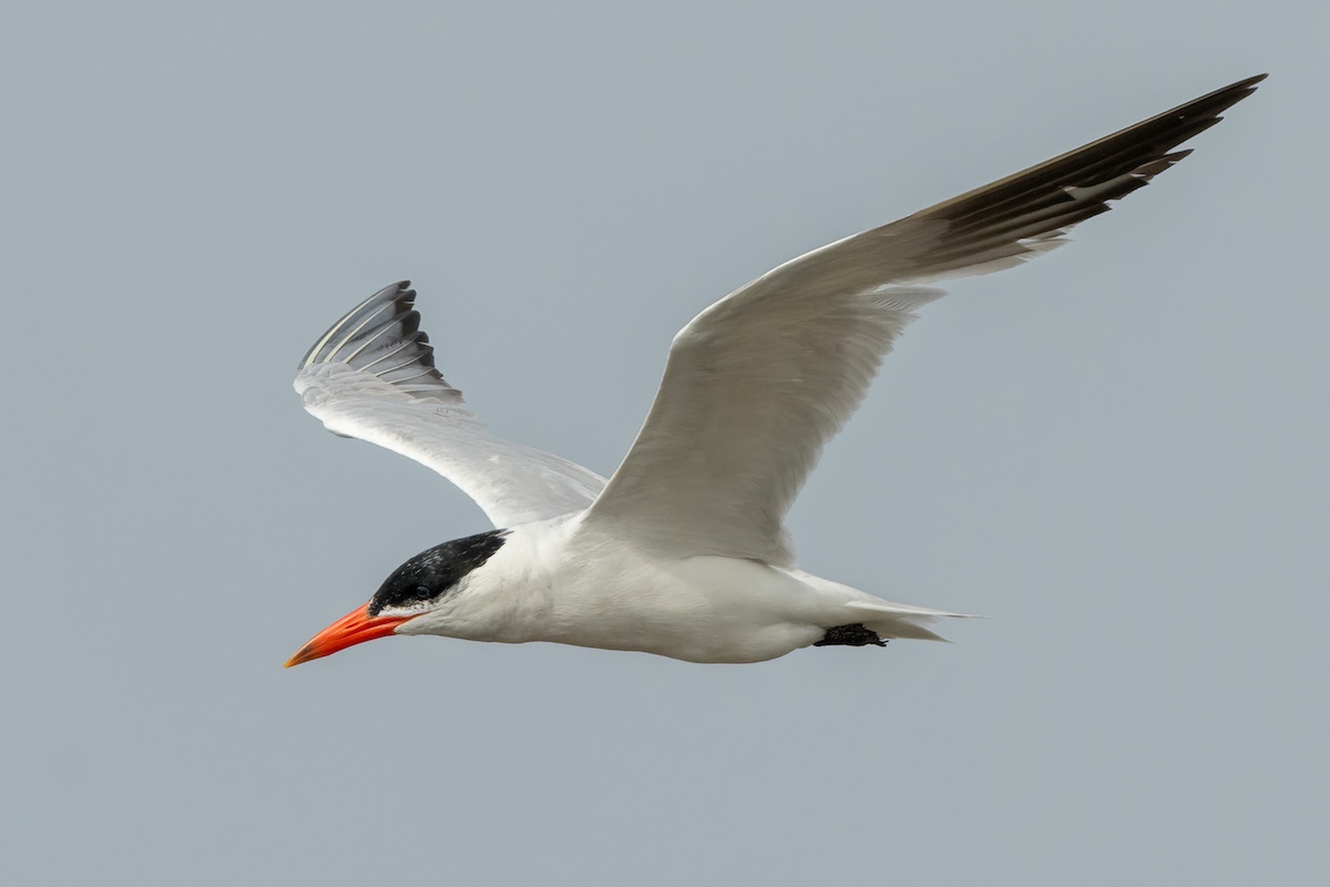 A gray and white bird with black feathers on its head with an orange beak flys in a gray sky.