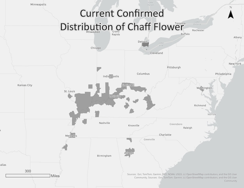 A gray map of the United States with darker gray areas indicating distribution of invasive chaff flower plants.