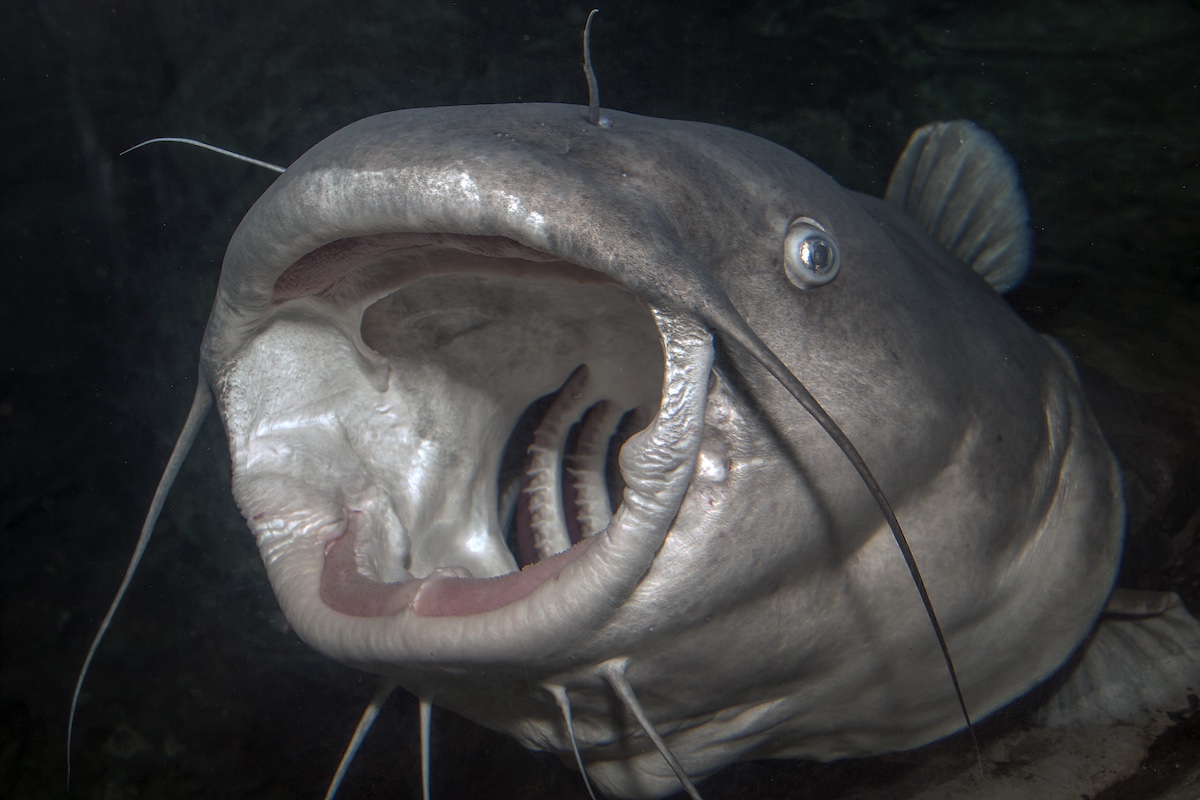 A close-up of a gray, silver fish with its mouth wide open. There are whiskers around its mouth.