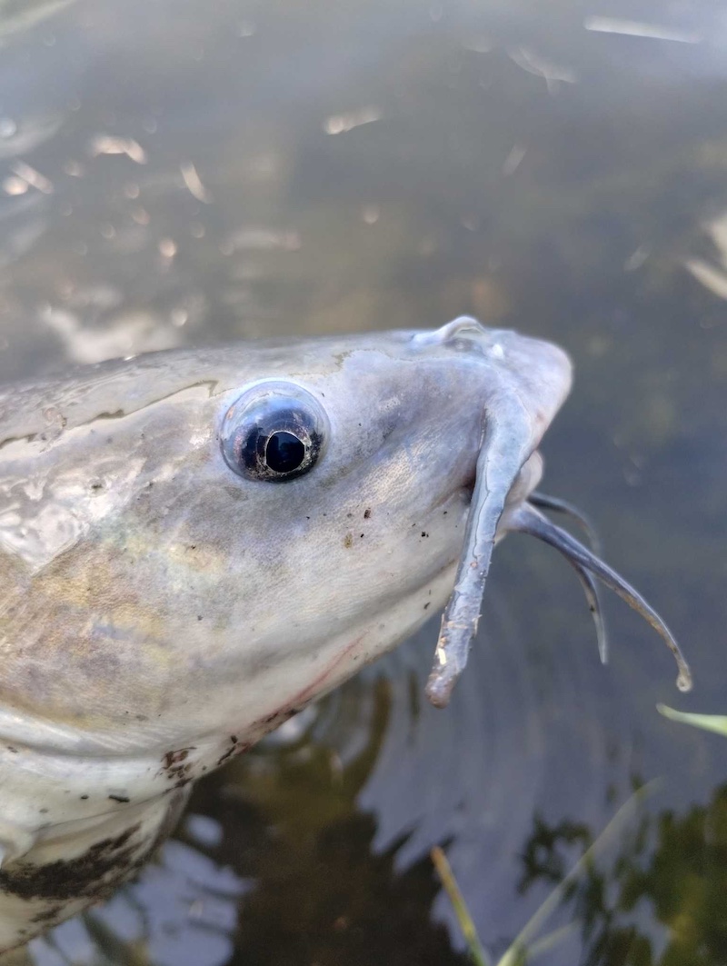 A close-up of a gray, tan and silver fish with whiskers around its mouth. In the background is the surface of water on a pond.
