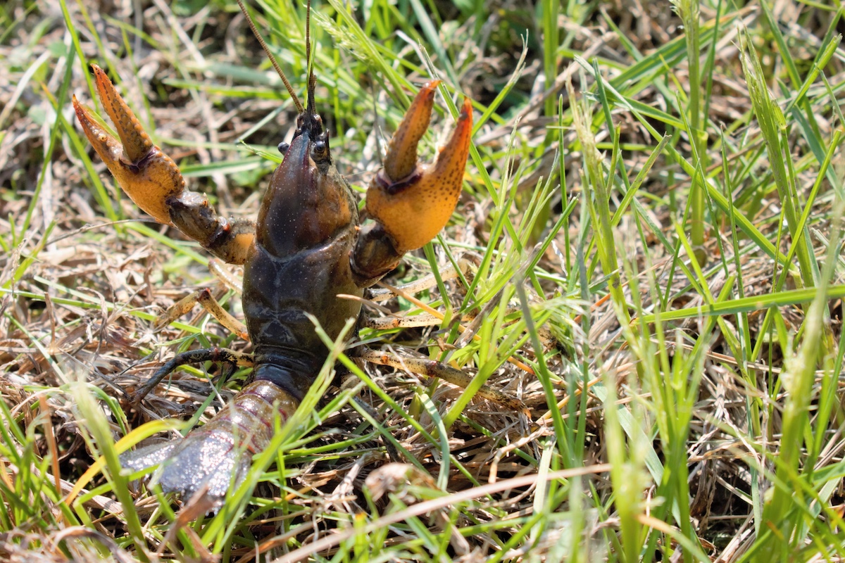 A crayfish standing in a grassy area with its pinchers up ready to defend itself.